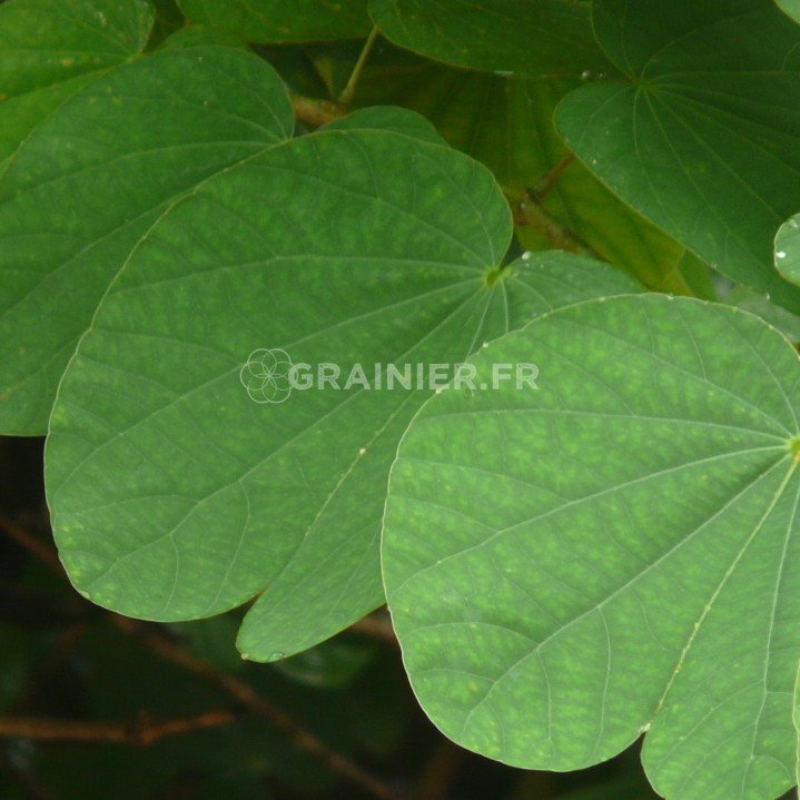 Arbre à orchidées, Bauhinia purpurea image